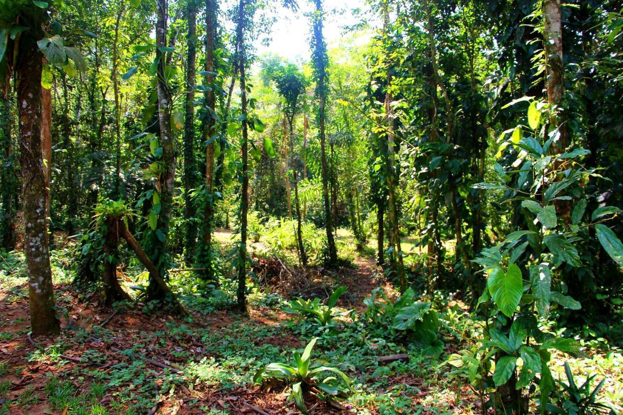 Sitio Das Bromelias Cachoeira Do Tombador Ubatuba Esterno foto