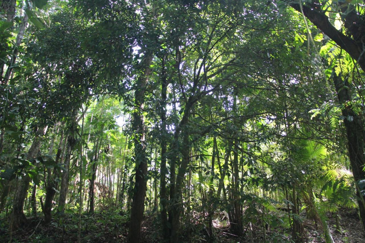 Sitio Das Bromelias Cachoeira Do Tombador Ubatuba Esterno foto