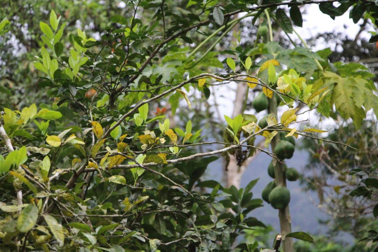 Sitio Das Bromelias Cachoeira Do Tombador Ubatuba Esterno foto